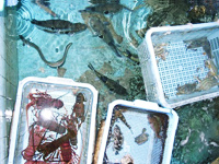 松新　いけす　南知多町